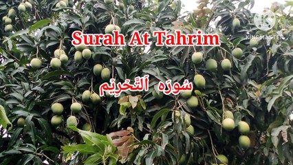 Surah At Tahrim || quran recitation || Tilawat e Quran || bubak learn quran ||