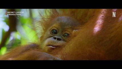La vida secreta de los orangutanes Tráiler VO