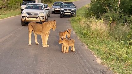 The Cutest Traffic Jam in Kruger National Park with a Lioness and Her 4 Cubs!