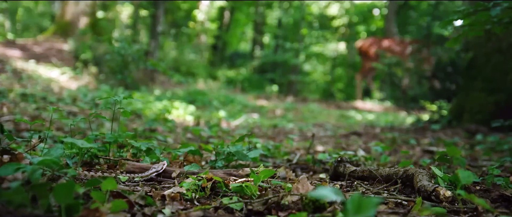 Bambi - Eine Lebensgeschichte aus dem Wald Trailer OV