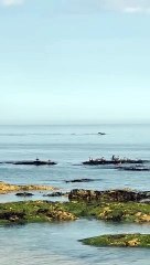 Fantastic footage as pod of dolphins put on an acrobatic display off Seaham coast