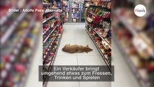 Kunde beschwert sich über Hund, der im Supermarkt liegt: Verkäufer erzählt die wahre Geschichte!