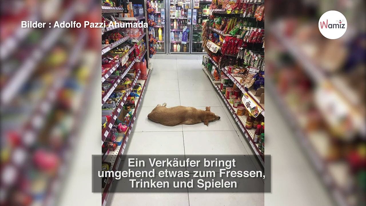 Kunde beschwert sich über Hund, der im Supermarkt liegt: Verkäufer erzählt die wahre Geschichte!