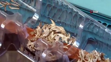 Diyarbakır'da dünyanın en küçük memeli hayvanı görüntülendi