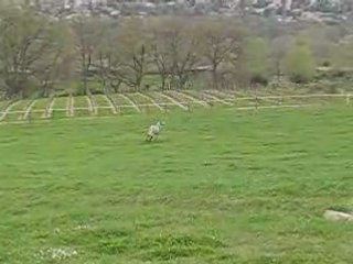 Start up galop dans pré vacances