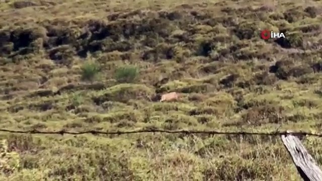 Sinop'ta yalnız gezen çakal görüntülendi