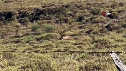 Sinop'ta yalnız gezen çakal görüntülendi