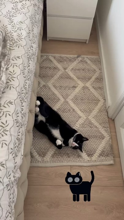 #cat #catsoftiktok #cats #catlover #catfacebook #catfamily #chat #chatstory #king #catking #virals #foryoupage #pourtoi #niceview #vues #views #lol