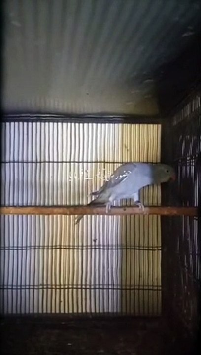 Islamic | Birds 31.7.24