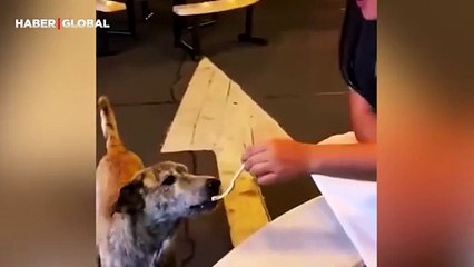 Hayatında ilk kez sevilen köpeğin şaşırdığı anlar izleyenleri ağlattı: "Gözyaşları aktı"