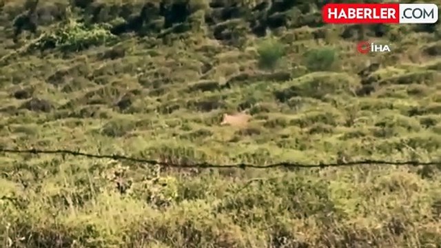 Sinop'ta yalnız gezen çakal görüntülendi