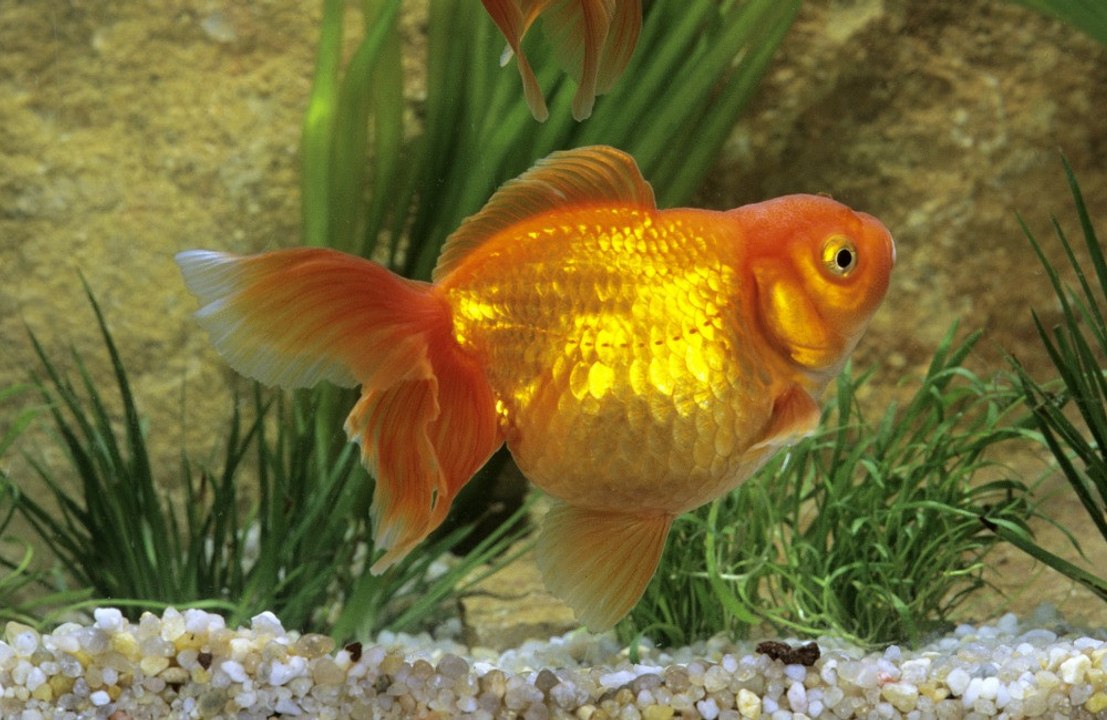 Goldfish memories last longer than just seconds