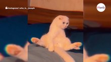 Gli occhi di questo Scottish Fold bianco sembrano venire da un altro pianeta!