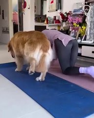 Adorable Dog Joins Owner For Yoga Session | Cutest Workout Ever! ‍♀️