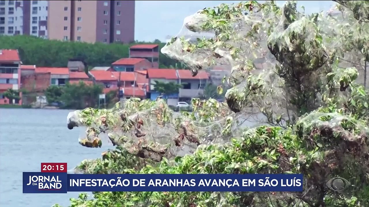 São Luís sofre com infestação de aranhas na cidade