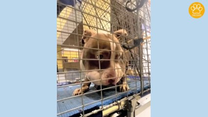 Stray Dog was Found with a Piece of Something Severely Embedded into Her Neck