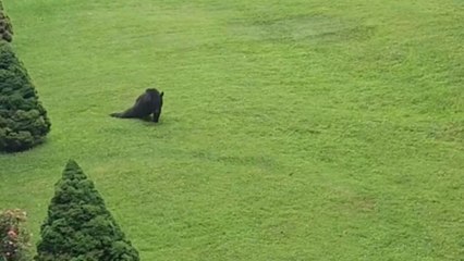 Flower garden hosts a playful bear rolling in the grass