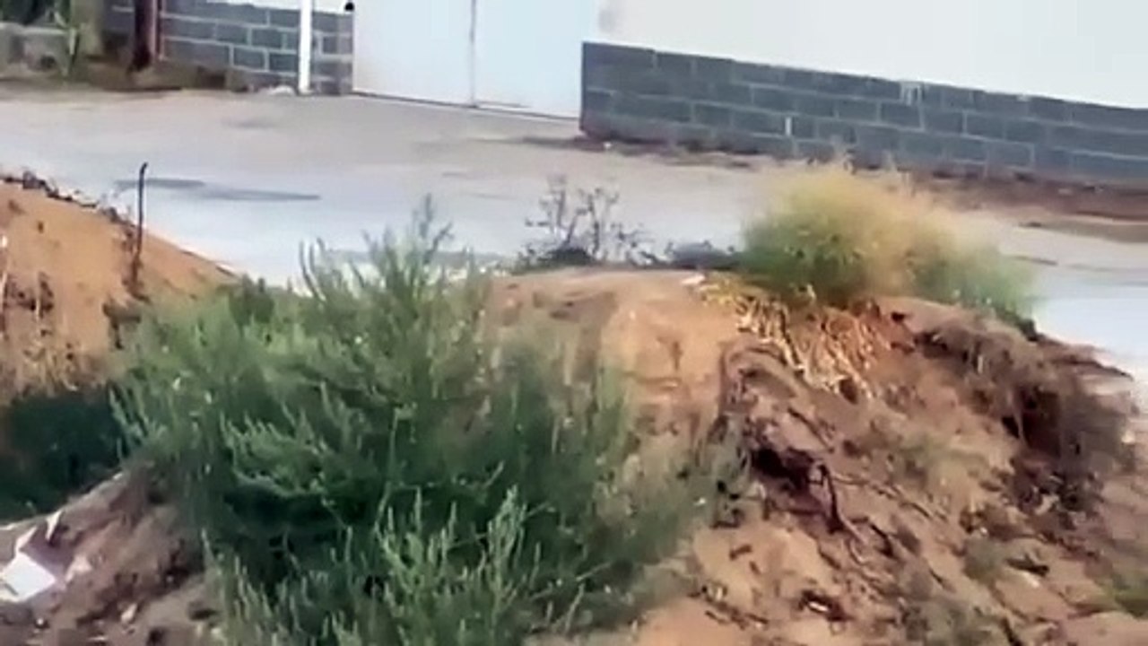 Canguru em Almada