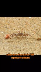 Curiosidades de los Cangrejos