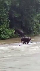 നിലമ്പൂർ Mother elephant rescues her baby.