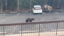 Hungry bear casually gets into ladies' car in search for food