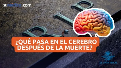 ¿Qué pasa en con el cerebro después de la muerte?