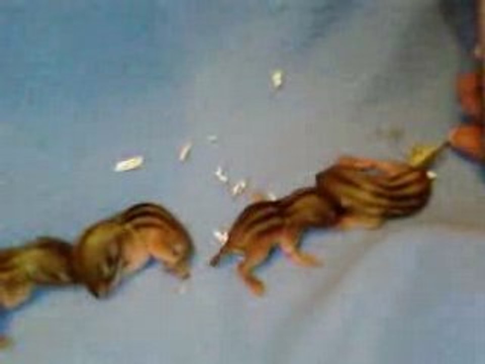 Bébés écus 17 jours