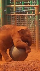 5 Most Intelligent Animals in the World