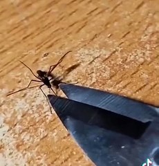 Sivrisineklere işkence eden bir sosyal medya kullanıcısının çektiği görüntüler gündem oldu