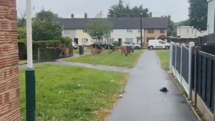 Woman interacts with gentle deer during her tranquil rain walk