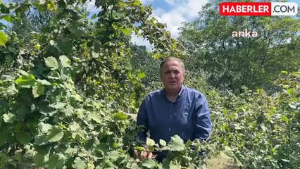 CHP'li Seyit Torun: Fındık taban fiyatları üreticiyi yok saymaktır