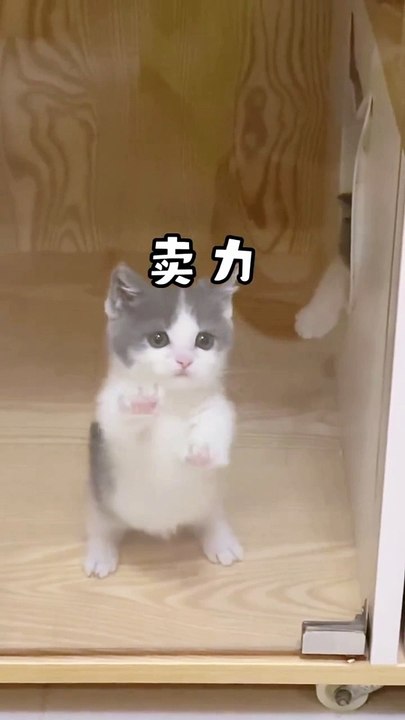 LOVELY KITTEN