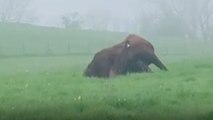 Thirsty Dexter cow enjoys a silly solo milk session in funny farm video