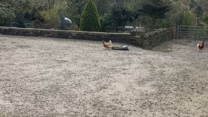 Chicken drags bin bag across yard in comedic cleanup attempt