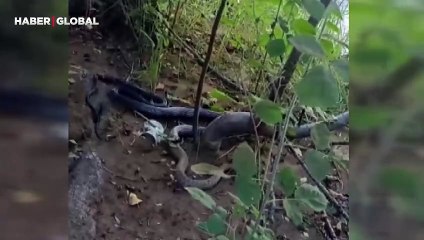 Tunceli'de siyah yılan engerek yılanını yuttu, vatandaş şoke oldu
