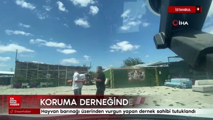 İstanbul'da hayvan koruma derneğinde yolsuzluk