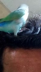 Love birds best and cute bird's Same like aa friend