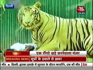 Vardaat-White-tiger-mauls-youth-in-Delhi_8