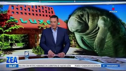 Ejemplares de manatíes regresan a su hábitat natural en Chiapas