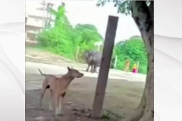 Dog Riding an Elephant