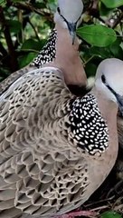 Natural beauty  bird's very beautiful