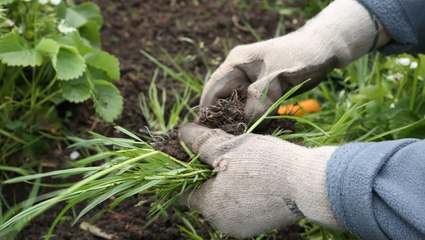 How to Prevent Weeds From Growing in Your Yard