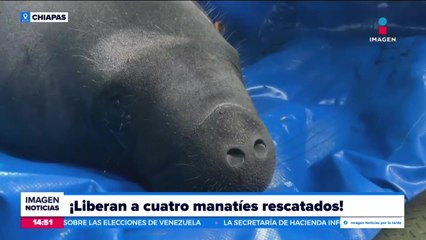 Tải video: Liberan a cuatro manatíes en Palenque, Chiapas