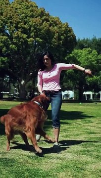 Funny Dog Adventures PetSmart Grooming, Petco Vet, and More YouTube Shorts