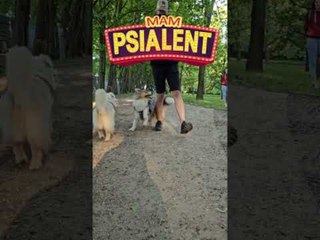 Talented Australian Shepherd Performs Various Tricks