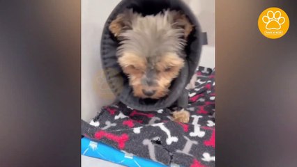 Tiny Yorkie Was Found Dragging in the Street and Begging Desperately For Anyone to Help