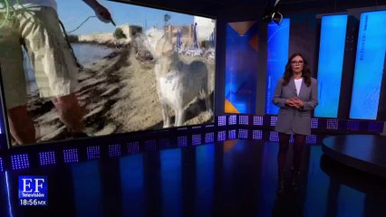 Paco, el mejor amigo de las tortugas marinas