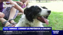 Ne pas le tondre, sortir dans un parc à l'ombre... Comment protéger son chien des fortes chaleurs?