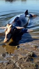 Allah ke kudrat ke najare pets and animal