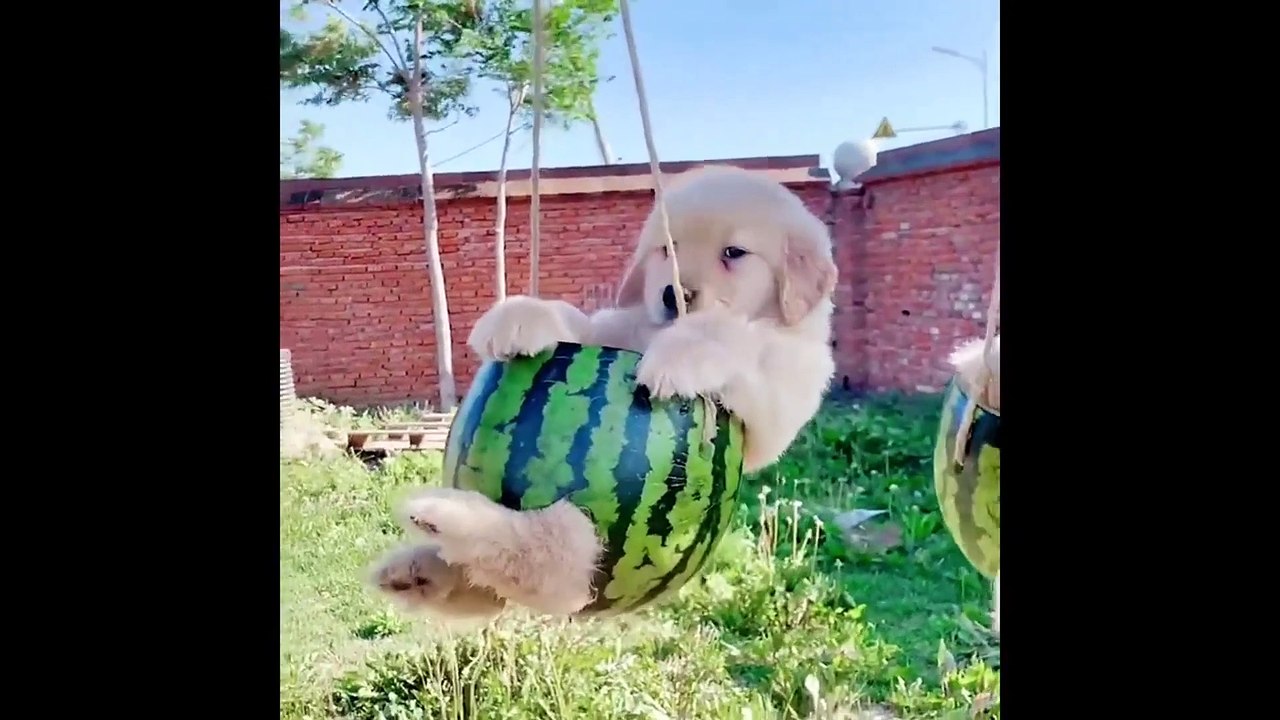 Funniest Animals 2024  Best Funny Cats and Dogs  | Cute Baby Dogs